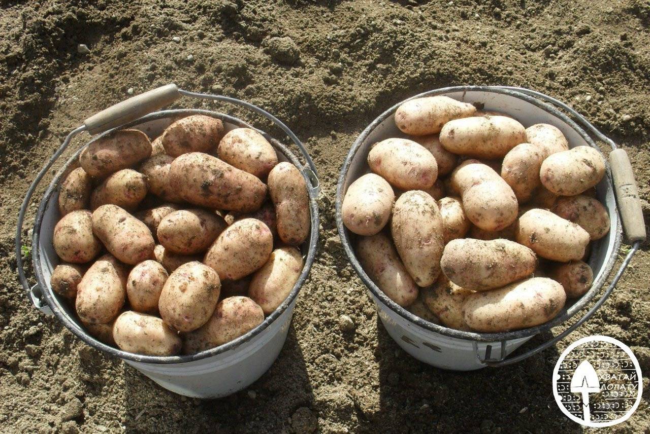 Сорта картофеля для северо западного региона
