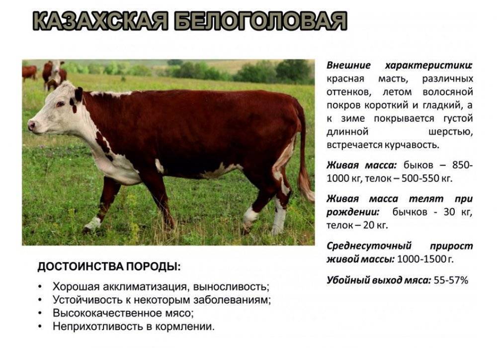 Содержание казахских белоголовых коров