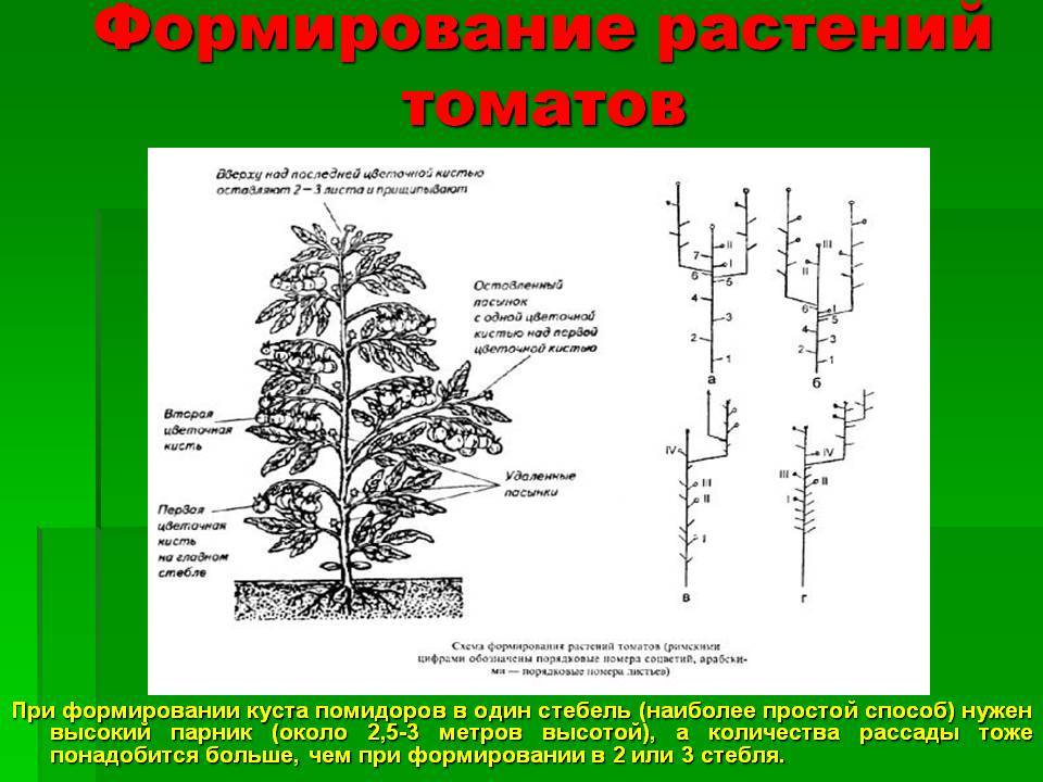 Детерминантные томаты что это. Схема пасынкования томатов. Схема пасынкования томатов открытом грунте. Формирование томатов в открытом грунте схема. Формирование томатов в 2 стебля.