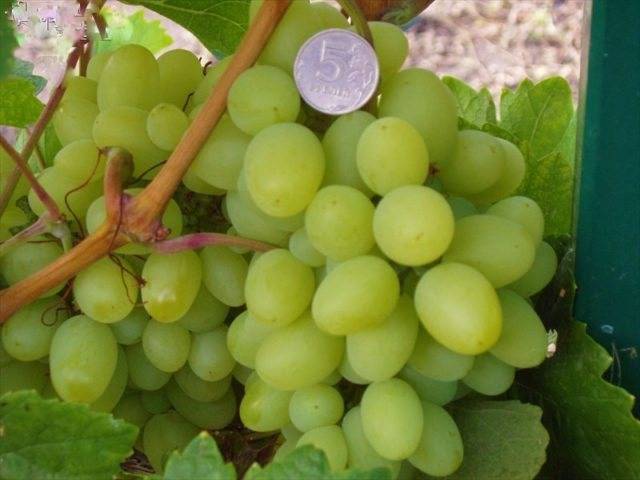 Лучшие сорта винограда для вина