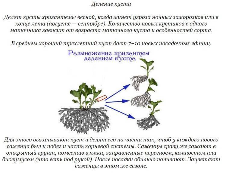 Цветы мультифлора фото как выращивать и размножать