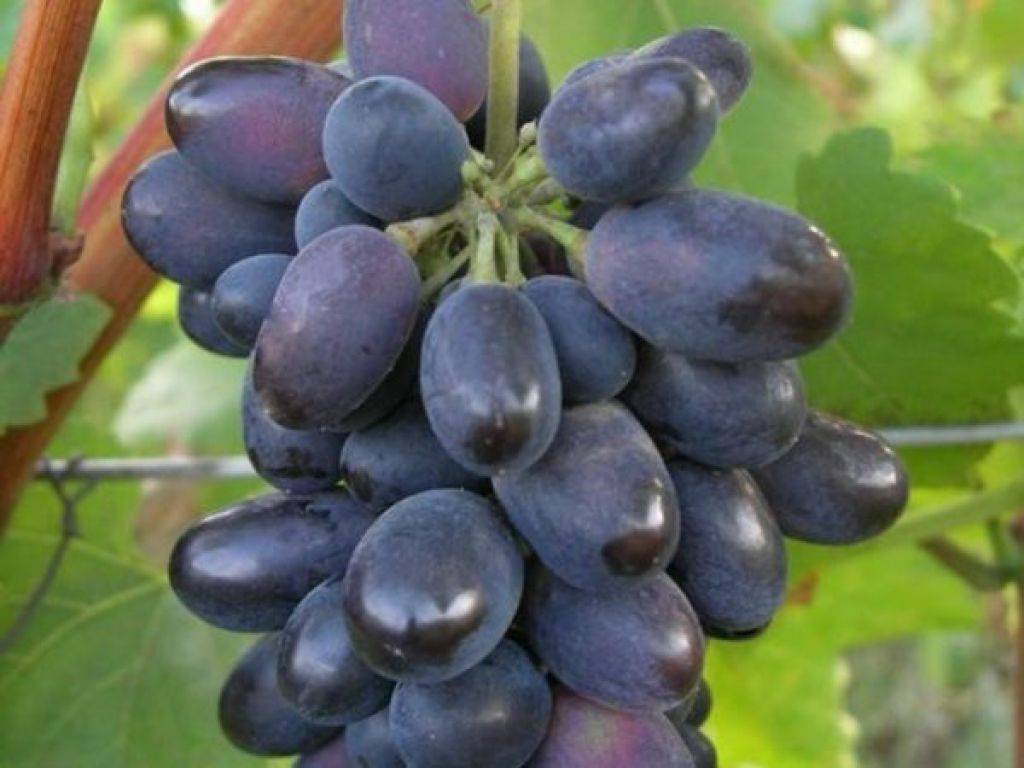 Виноград кодрянка: описание сорта, фото и отзывы