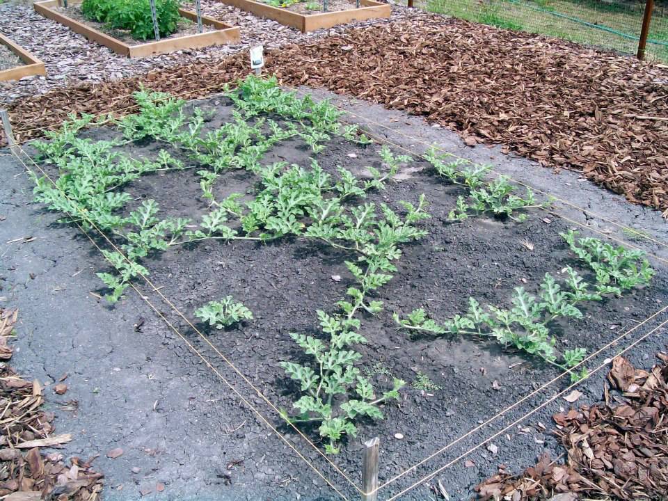 Как вырастить настоящие арбузы в сибири, лучшие для региона сорта