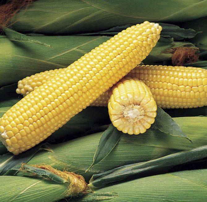 О лучших сортах кукурузы: описание и характеристики, посадка, уход, выращивание