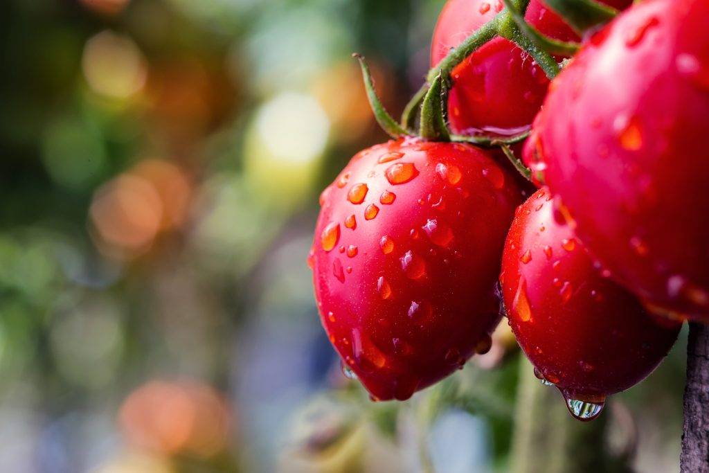 Характеристика томата розовый сон f1 и агротехника выращивания сорта