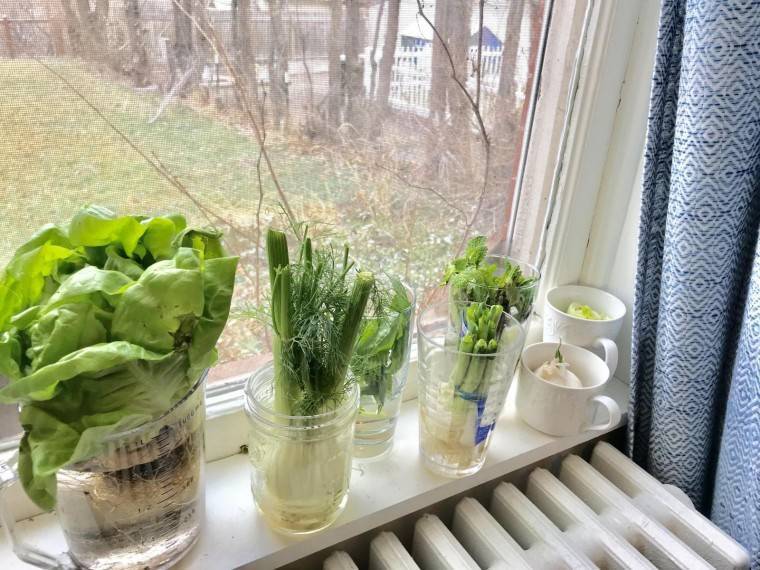 Кресс салат выращивание из семян на подоконнике зимой в домашних условиях лучшие сорта