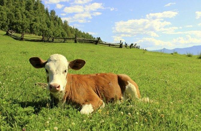 Список легких и красивых кличек для коров, популярные и необычные имена