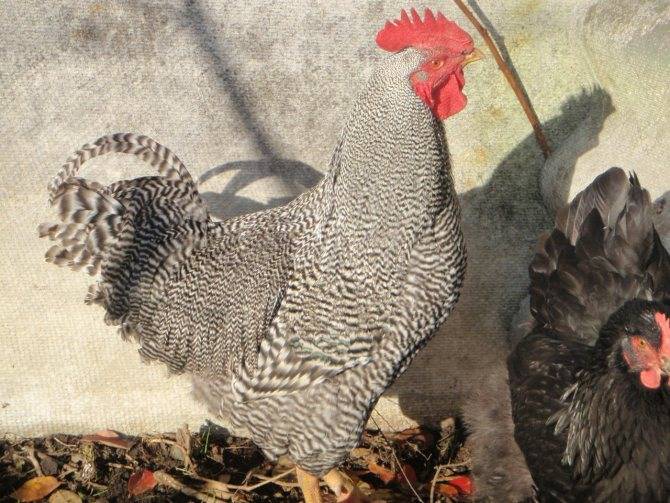 Плимутрок — богатырь куриного мира: универсальная курица