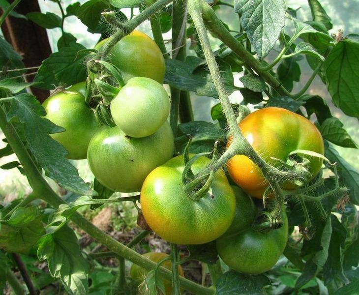 Что сделать, чтобы помидоры быстрее краснели на кустах в открытом грунте, куда положить сорванные зеленые
