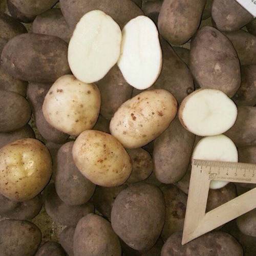 Картофель янка характеристика сорта отзывы вкусовые качества