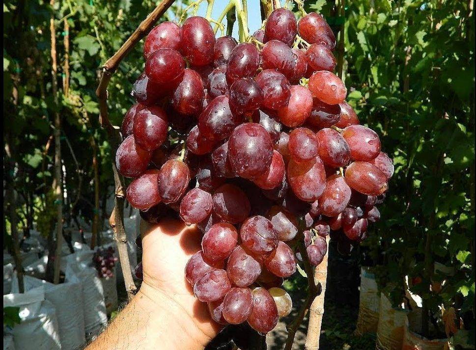 Виноград ризамат: описание устойчивого сорта, посадка и уход, размножение