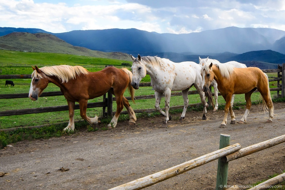 Разведение лошадей: описание процесса разведения