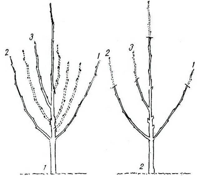 Формирование кроны яблони весной схема