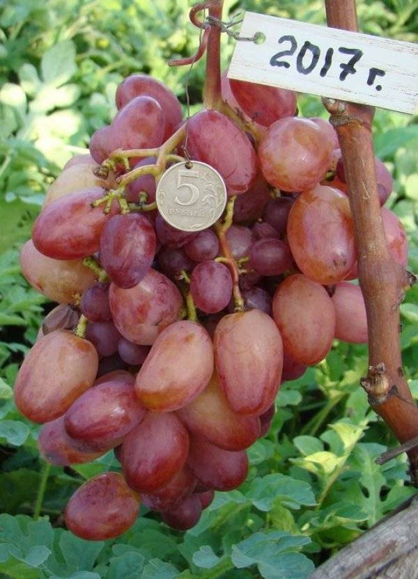 Виноград "ризамат": характеристика и описание сорта
