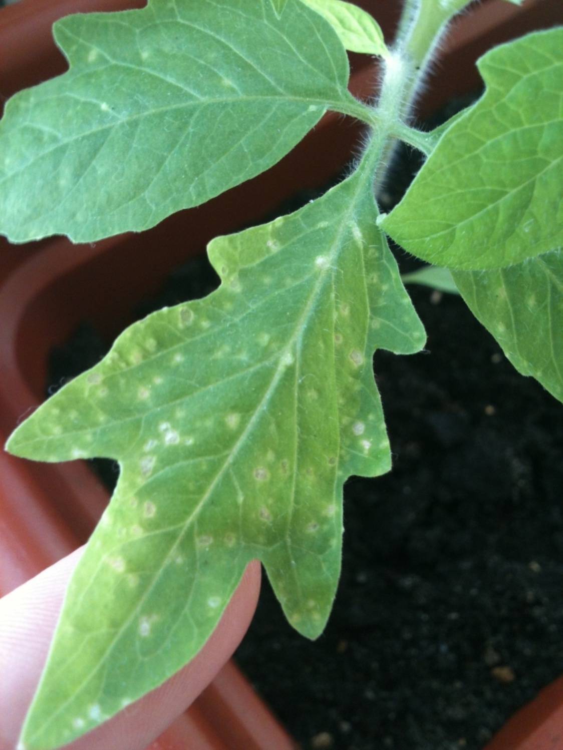 Почему на листьях и побегах томата появляются белые бугорки и что с ними делать