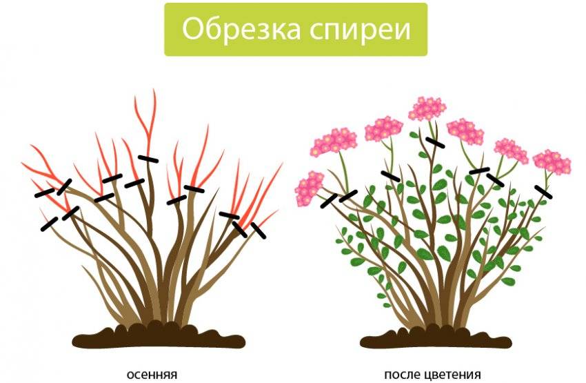 Спирея японская схема посадки