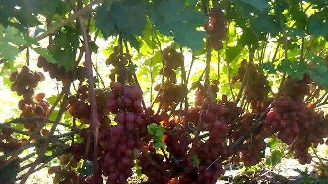 Рута — гибридный сорт винограда