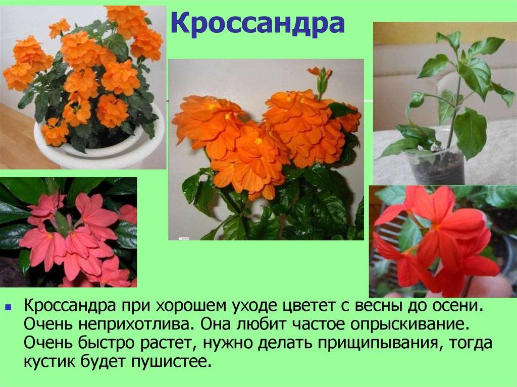 Комнатные цветы кассандра фото и описание