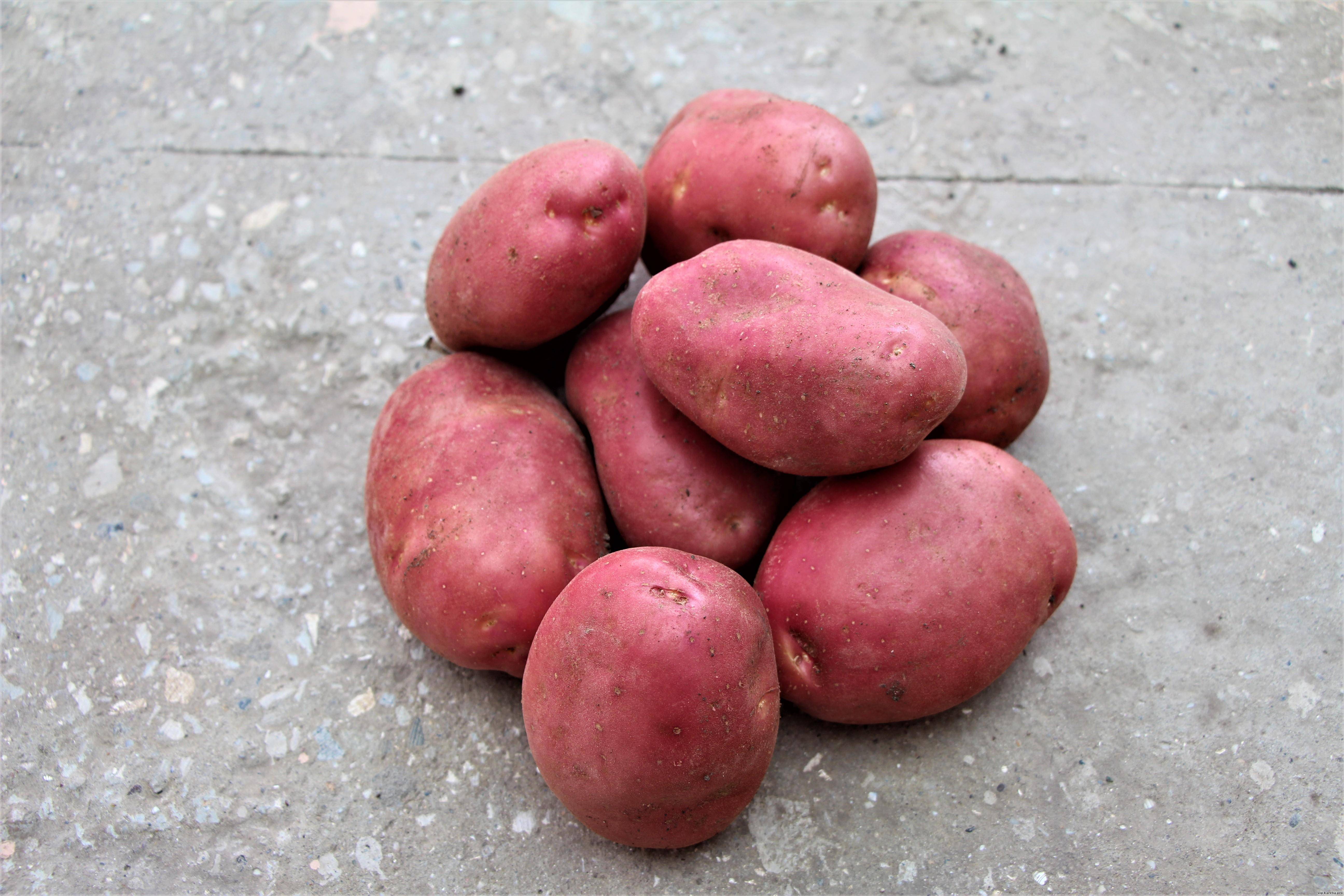 Сорт картофеля Ариэль