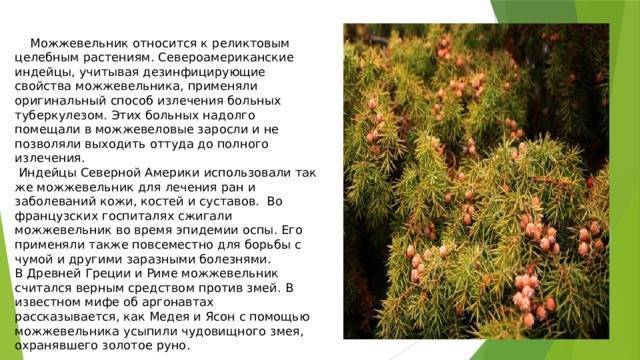 Крымский можжевельник: полезные свойства, виды и интересные факты