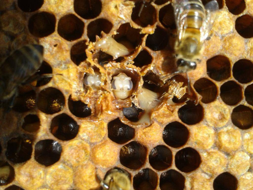 Незаразные болезни пчел | аграрный сектор