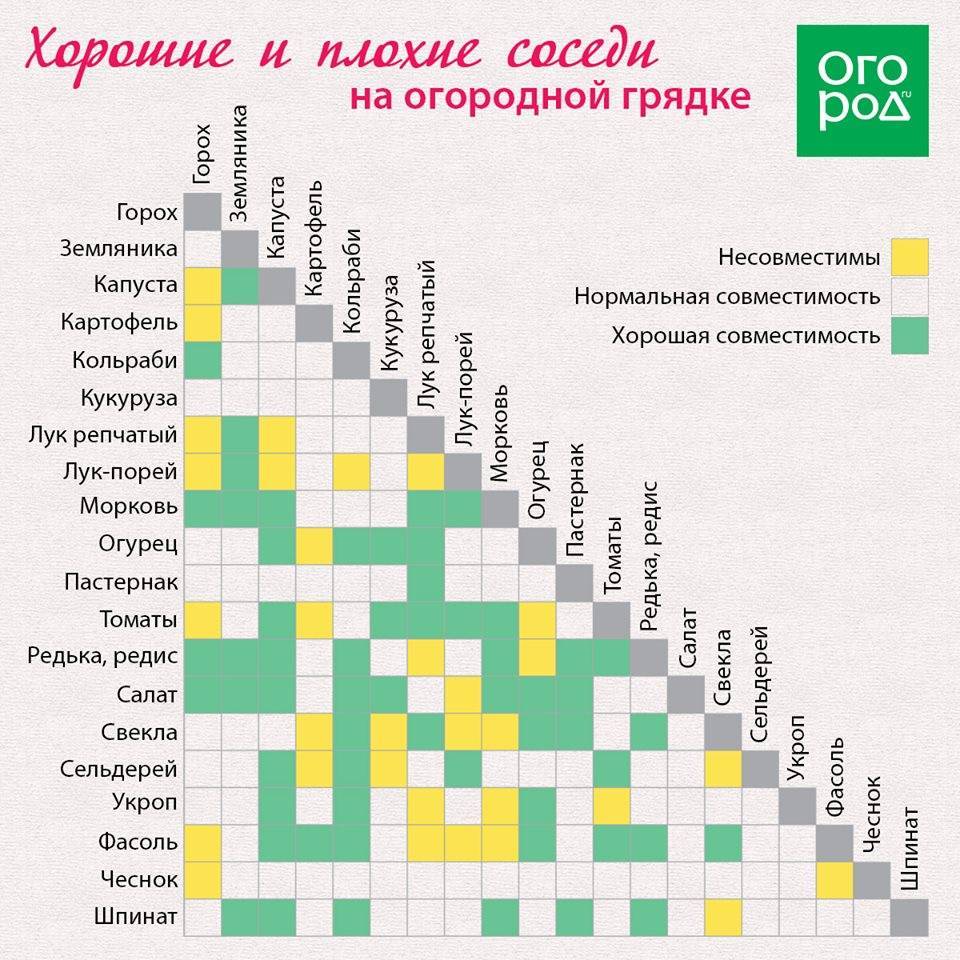 Уплотненные посадки овощей на грядке примеры схема