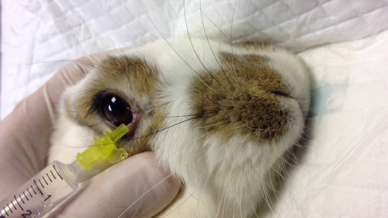 Болезни глаз у кроликов: причины, симптомы и лечение