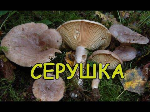 Грибы серушки: где растут, как выглядят, съедобные или нет, как готовить