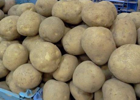 Картофель венета: описание сорта, особенности выращивания