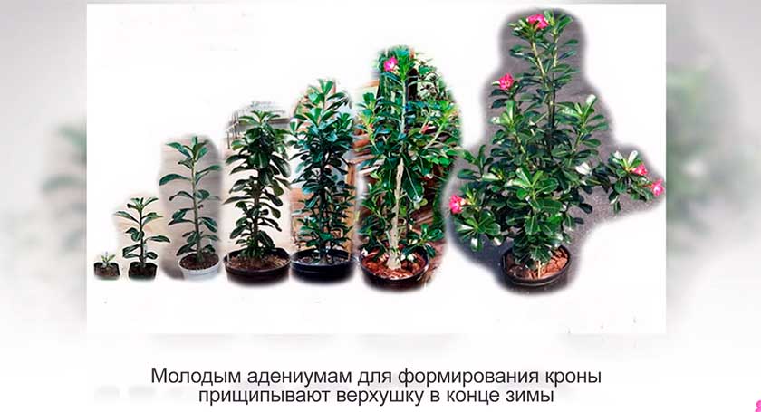 Адениумы: «инопланетные» растения или бонсай, созданый природой? - адениум, происхождение, виды, уход, размножение, болезни и вредители
