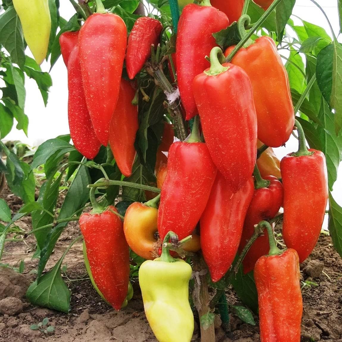 Лучшие сорта перцев на 2023 год: самые вкусные и урожайные