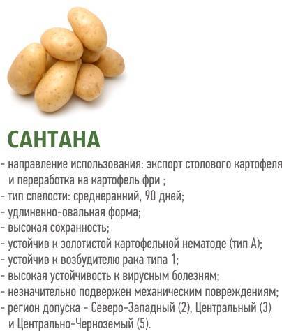 Среднеранний сорт картофеля, устойчивый к заболеваниям — брянский деликатес