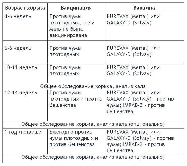 Когда нужно делать прививки хорькам