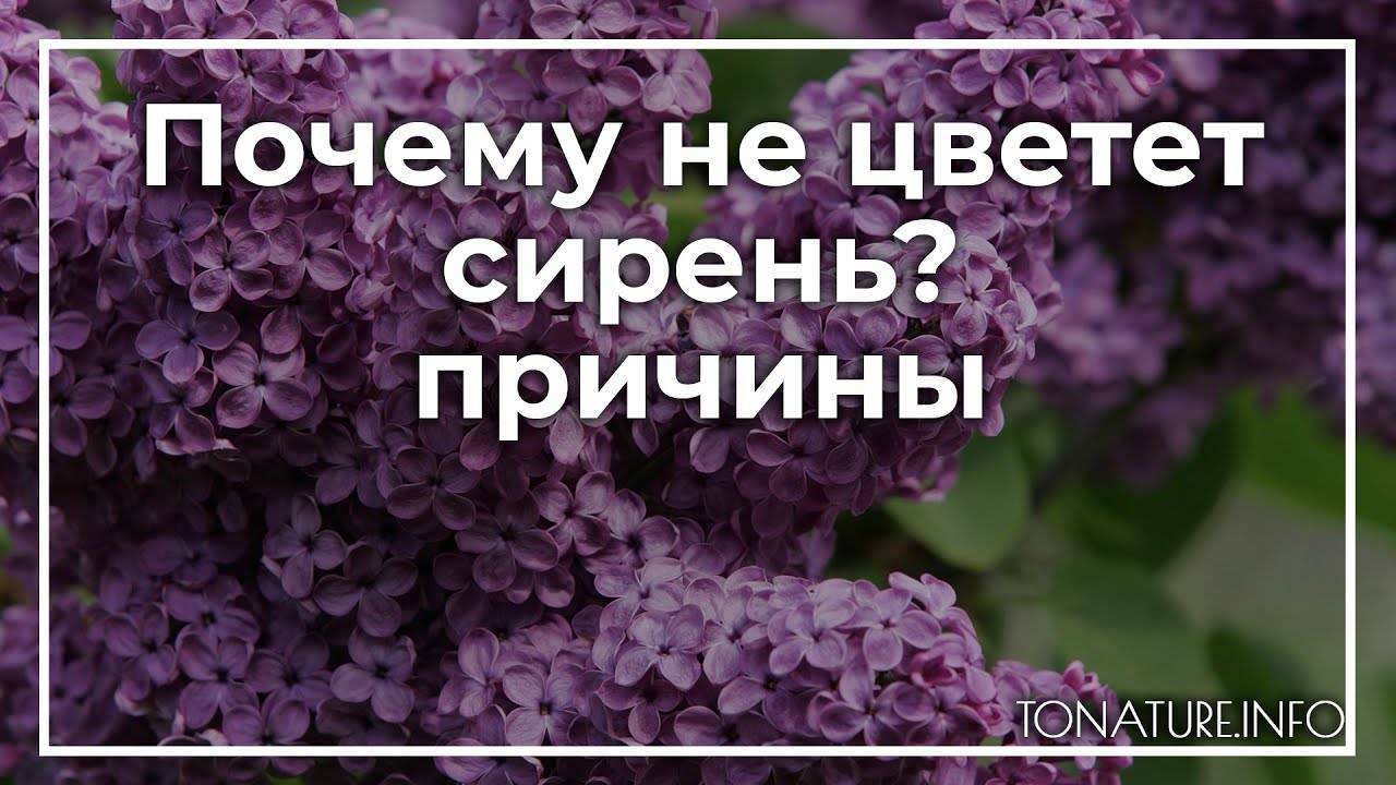 Почему не цветет сирень: причины и что делать