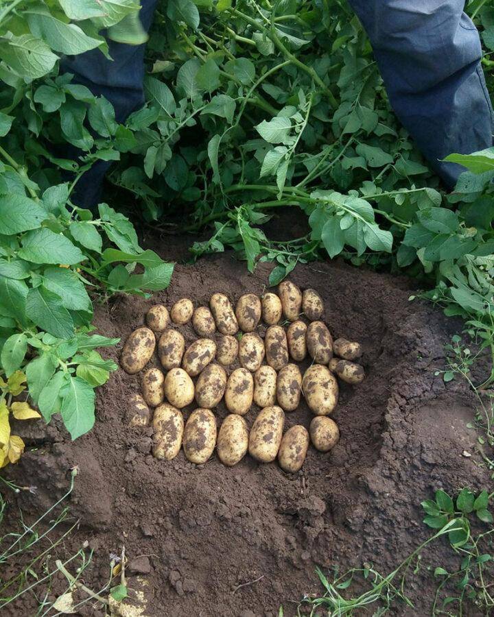 Выращивание картофеля королева анна