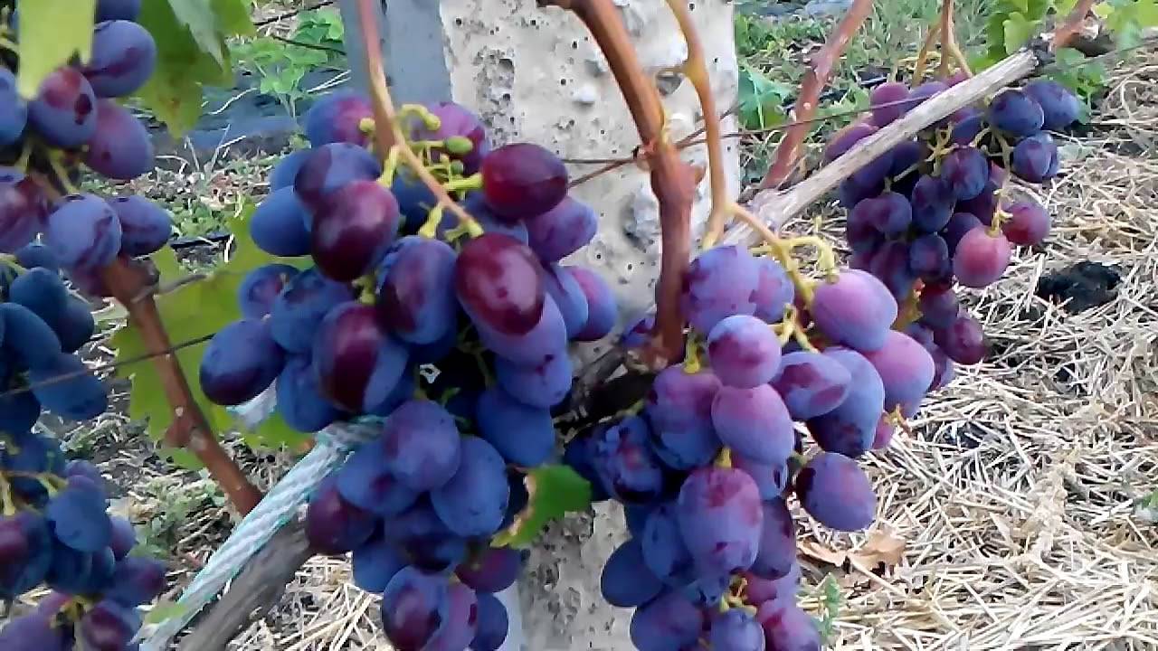 Сорт винограда фаворит фото и описание