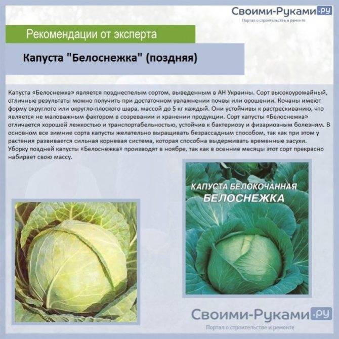 Лучшие сорта белокочанной капусты для квашения и засолки