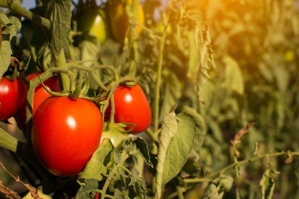 Описание, характеристика и выращивания томата лентяйка