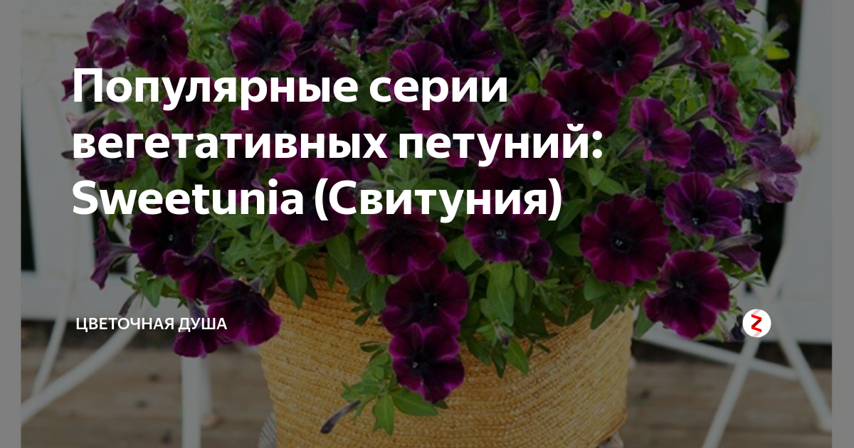 Магазин вегетативных петуний. Вегетативная петуния Виолан. Черенки петунии. Агрофирма Виола вегетативные черенки петунии. Вегетативная петуния rimmman.