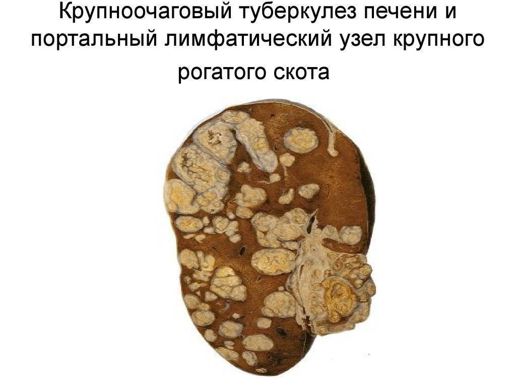 Некробактериоз у животных