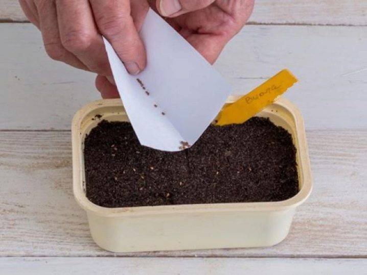 Пионы из семян: выращивание — подробная инструкция