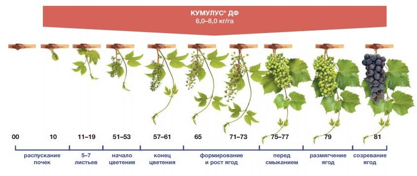 Сколько воды надо розам