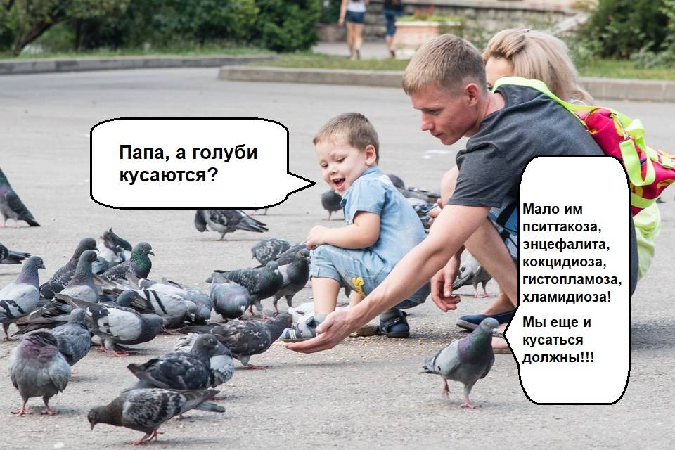 5 распространенных заболеваний, которыми может заразиться человек от голубей. симптомы и меры профилактики