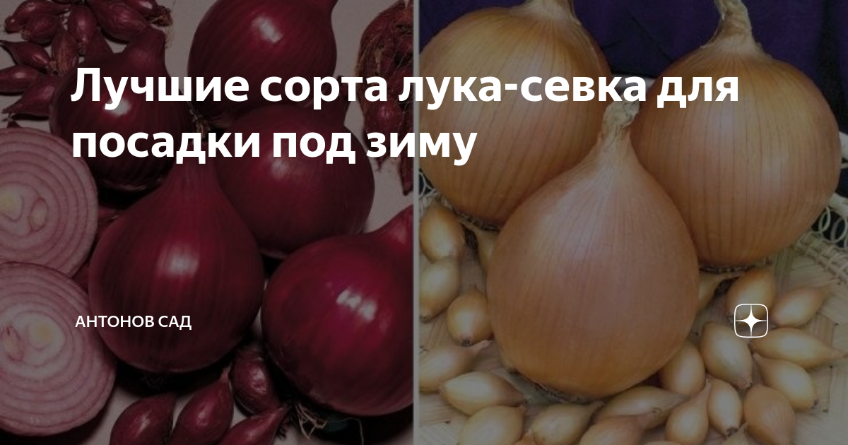 Лучшие сорта лука для посадки под зиму: какой сорт выбрать, когда сажать