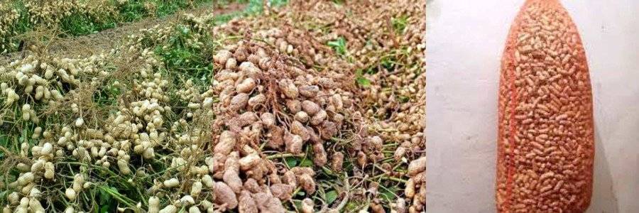 Как вырастить арахис в домашних условиях на огороде и в контейнере