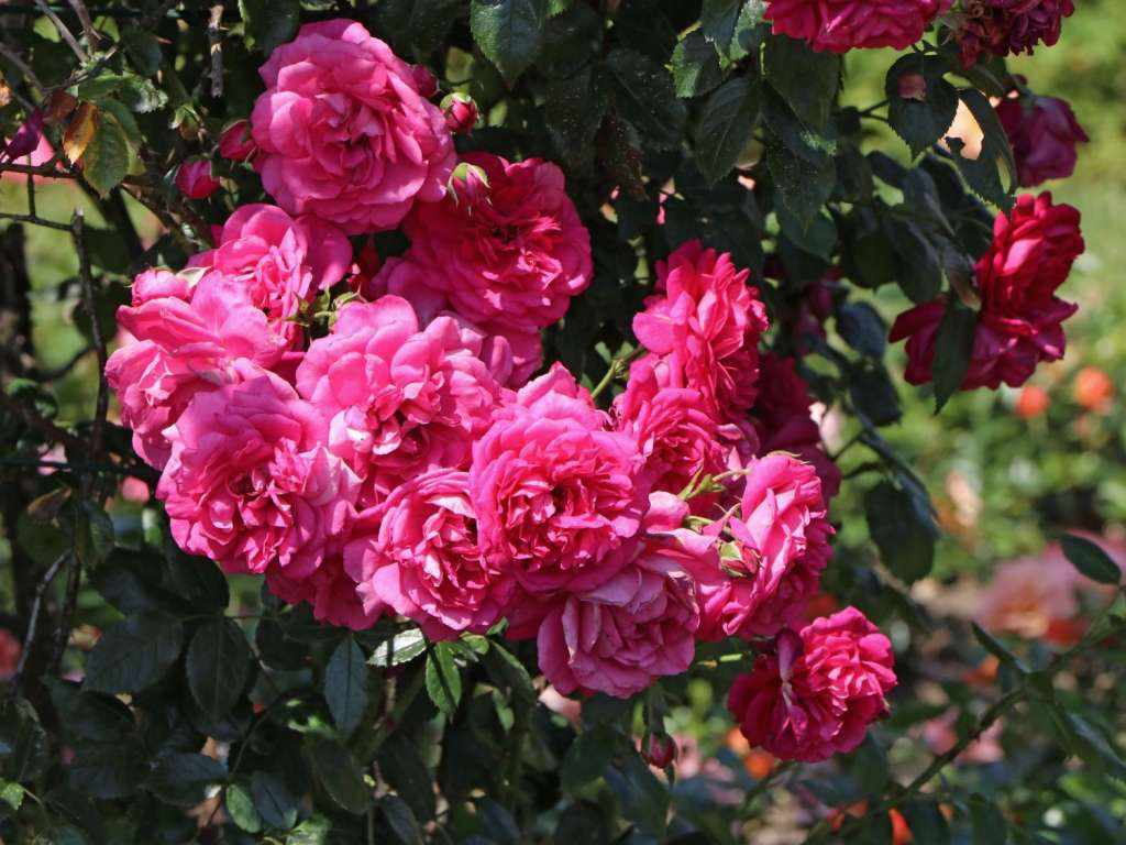 Розы плетистые сорта зимостойкие фото