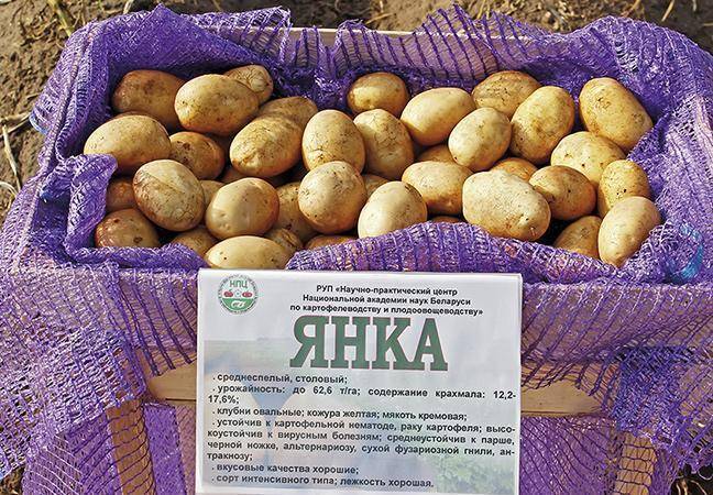 Описание высокоурожайного сорта картошки изюминка