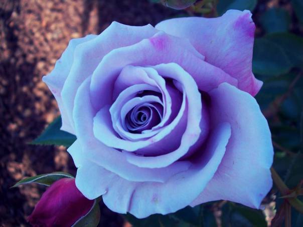 Роза голубая луна фото