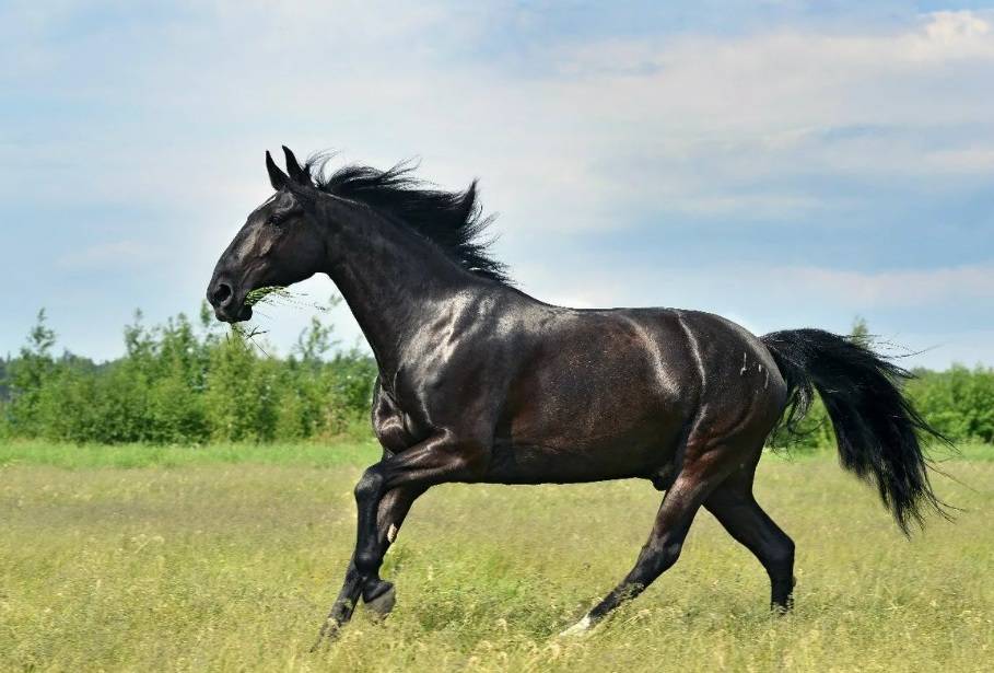 Кабардинская порода лошадей: историческая справка и характеристика породы, экстерьер и характер, уход