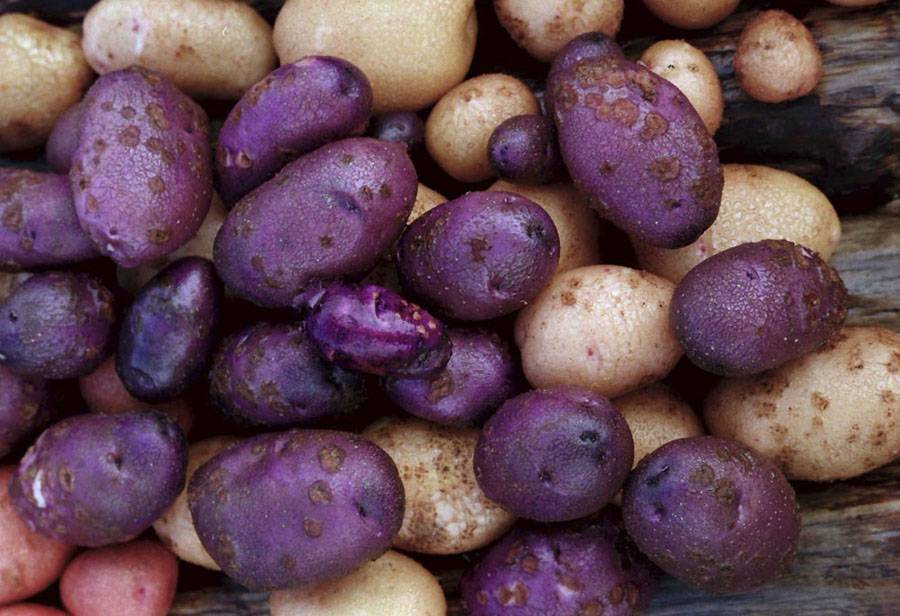 Фиолетовый сорт картофеля «гурман»: характеристика, описание, урожайность, отзывы и фото